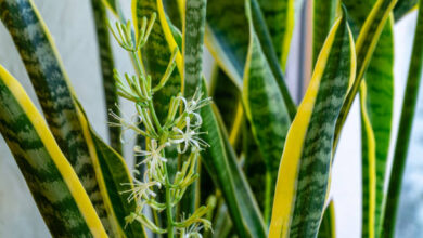 snake plant