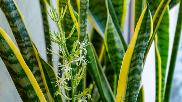 snake plant